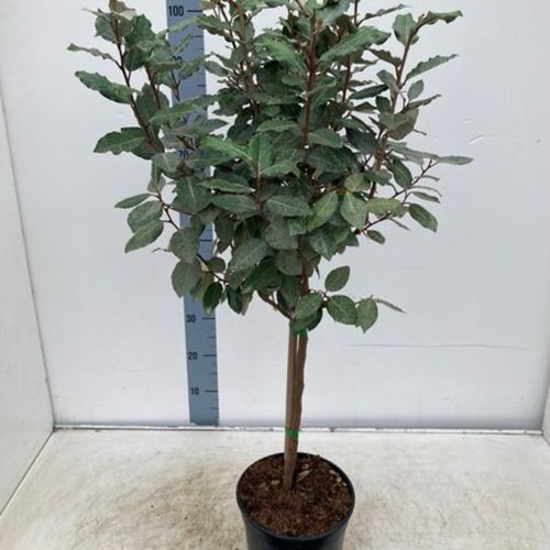 Elaeagnus x ebbingei Compacta Patio Tree
