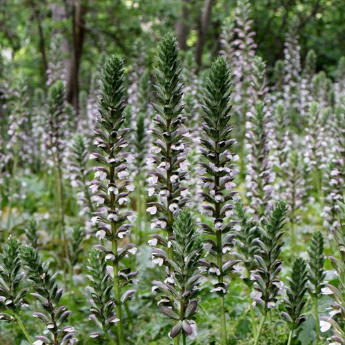 Acanthus mollis 2L