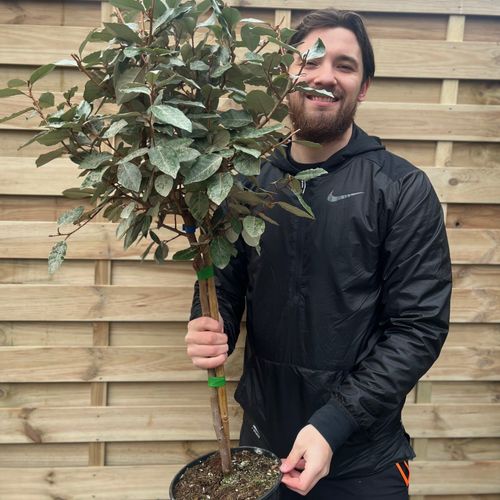 Elaeagnus x ebbingei Compacta Patio Tree