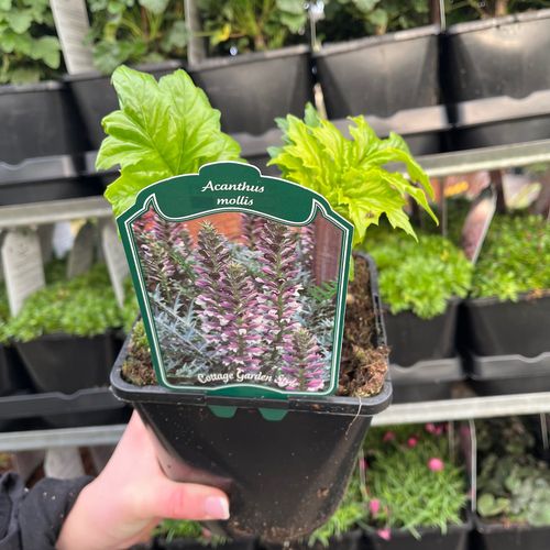 Acanthus mollis 2L
