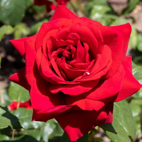 Rose Ruby Wedding | Hybrid Tea Rose | 4L Potted Rose (PRE ORDER FOR DECEMBER)