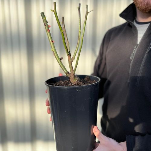Rose Ruby Wedding | Hybrid Tea Rose | 4L Potted Rose (PRE ORDER FOR DECEMBER)