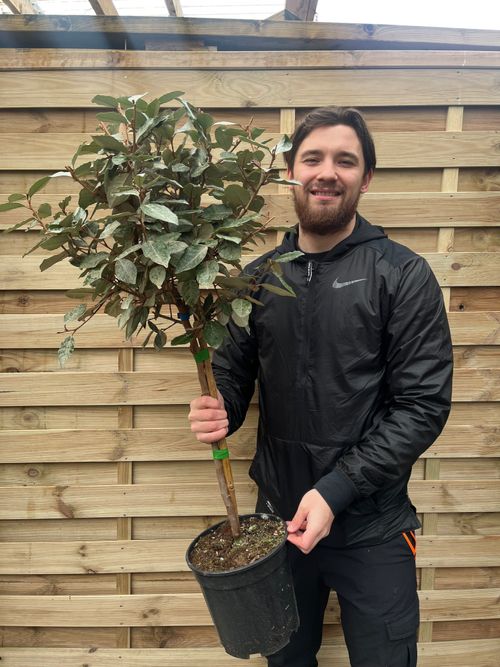 Elaeagnus x ebbingei Compacta Patio Tree