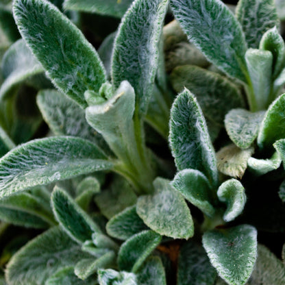 StachysLanata_cb53edcf-426d-4a58-a413-cd2a1a544acc.jpg