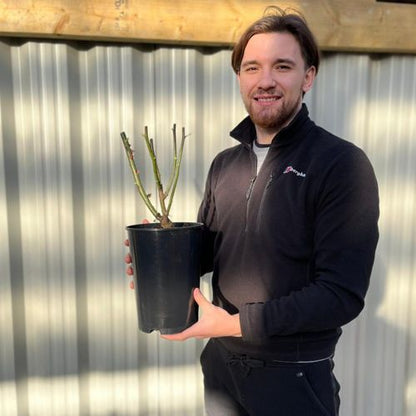 Rose Ruby Wedding | Hybrid Tea Rose | 4L Potted Rose (PRE ORDER FOR DECEMBER)