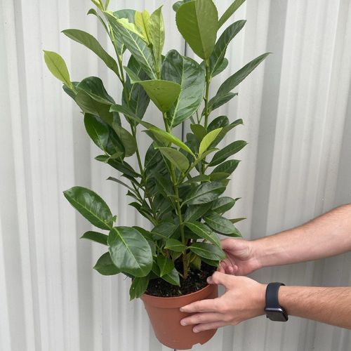 3ft (80-90cm) Potted Cherry Laurel Hedge Plants (Multibuy Offers Available)