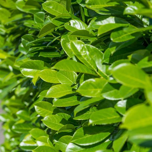 3ft (80-90cm) Potted Cherry Laurel Hedge Plants (Multibuy Offers Available)