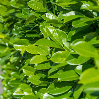 3ft (80-90cm) Potted Cherry Laurel Hedge Plants (Multibuy Offers Available)