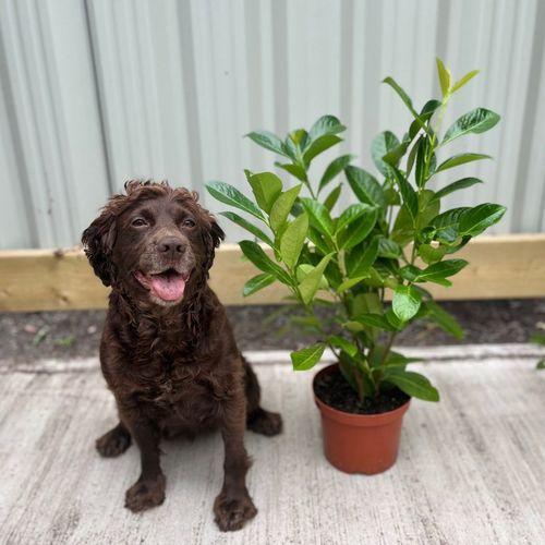 3ft (80-90cm) Potted Cherry Laurel Hedge Plants (Multibuy Offers Available)