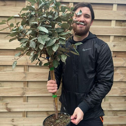 Elaeagnus x ebbingei Compacta Patio Tree