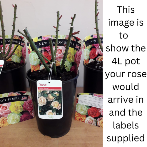Rose Ruby Wedding | Hybrid Tea Rose | 4L Potted Rose (PRE ORDER FOR DECEMBER)