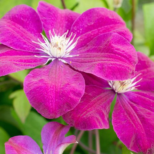 Clematis 'Rouge Cardinal' 60cm
