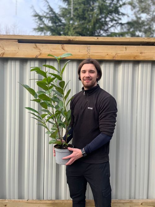 3ft (80-90cm) Potted Cherry Laurel Hedge Plants (Multibuy Offers Available)